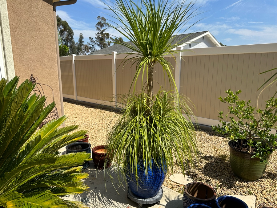 Ponytail Palm Tree 81H In Blue Pot 17R [Photo 1]