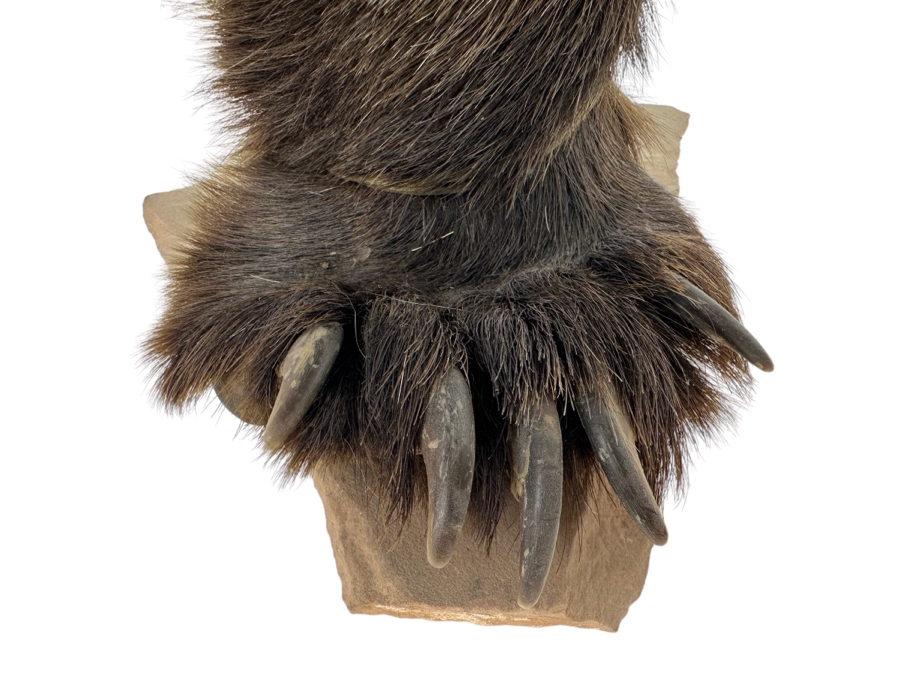 Native American Coyote Skull Spirit Chaser Freestanding Sculpture 31H [Photo 5]