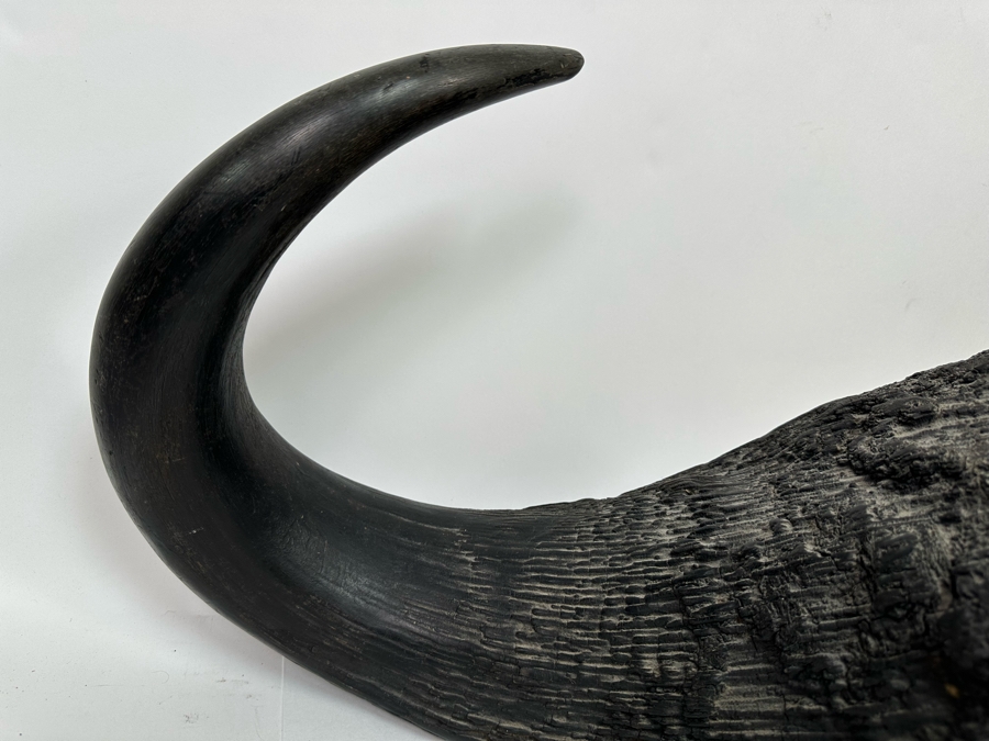 Vintage Water Buffalo Skull And Horns Embellished With White Tiles Heavy 39W X 18D X 11H [Photo 7]