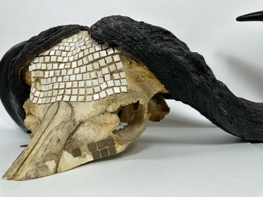 Vintage Water Buffalo Skull And Horns Embellished With White Tiles Heavy 39W X 18D X 11H [Photo 11]