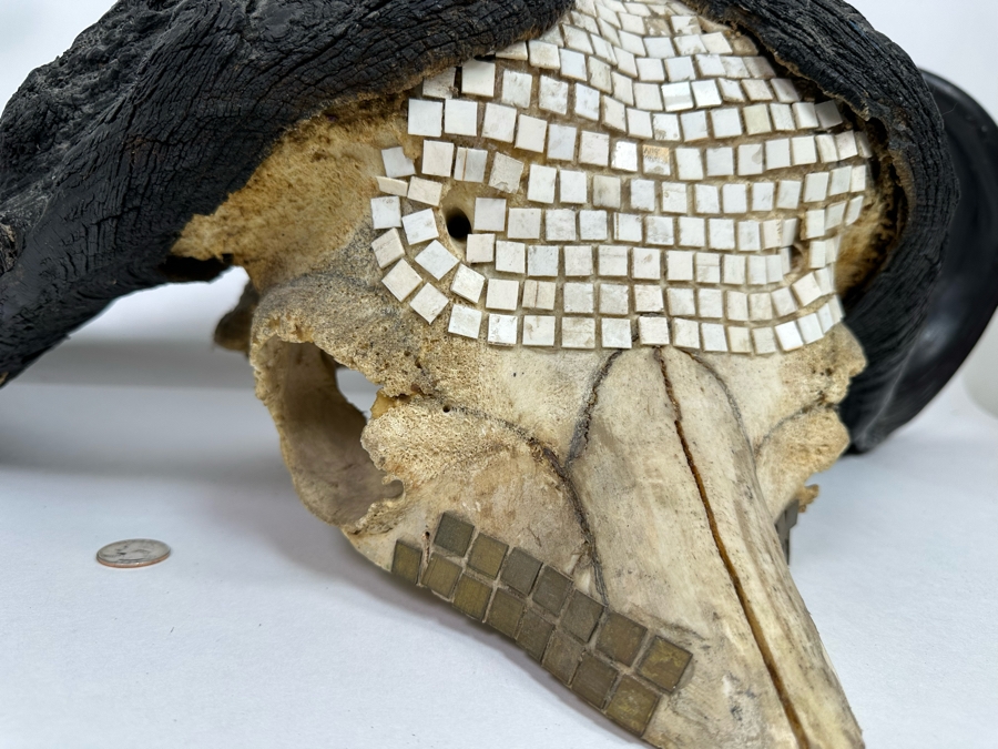 Vintage Water Buffalo Skull And Horns Embellished With White Tiles Heavy 39W X 18D X 11H [Photo 8]