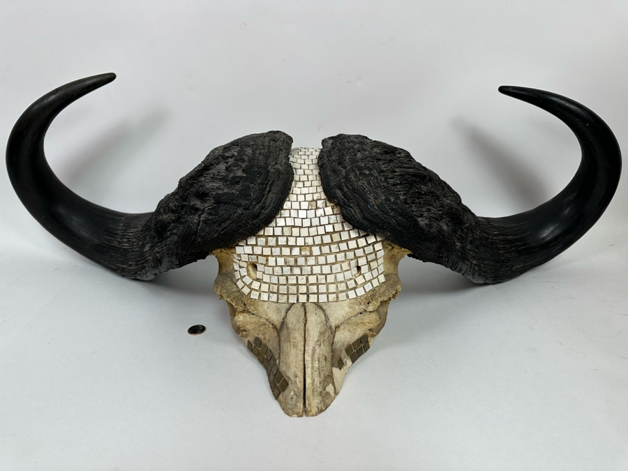 Vintage Water Buffalo Skull And Horns Embellished With White Tiles Heavy 39W X 18D X 11H [Photo 4]
