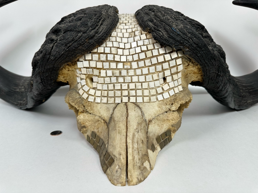 Vintage Water Buffalo Skull And Horns Embellished With White Tiles Heavy 39W X 18D X 11H [Photo 5]