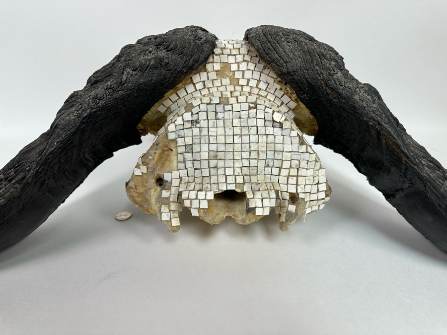Vintage Water Buffalo Skull And Horns Embellished With White Tiles Heavy 39W X 18D X 11H [Photo 12]