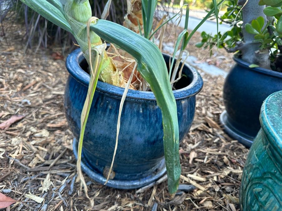 Two Potted Plants (Jade Plant) And Green Glazed Pot [Photo 7]