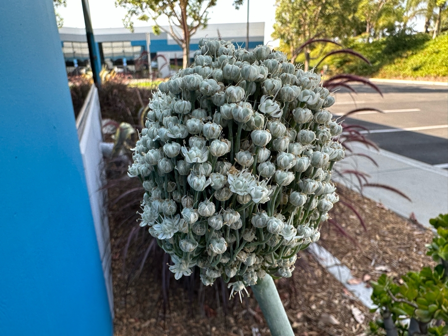 Two Potted Plants (Jade Plant) And Green Glazed Pot [Photo 8]