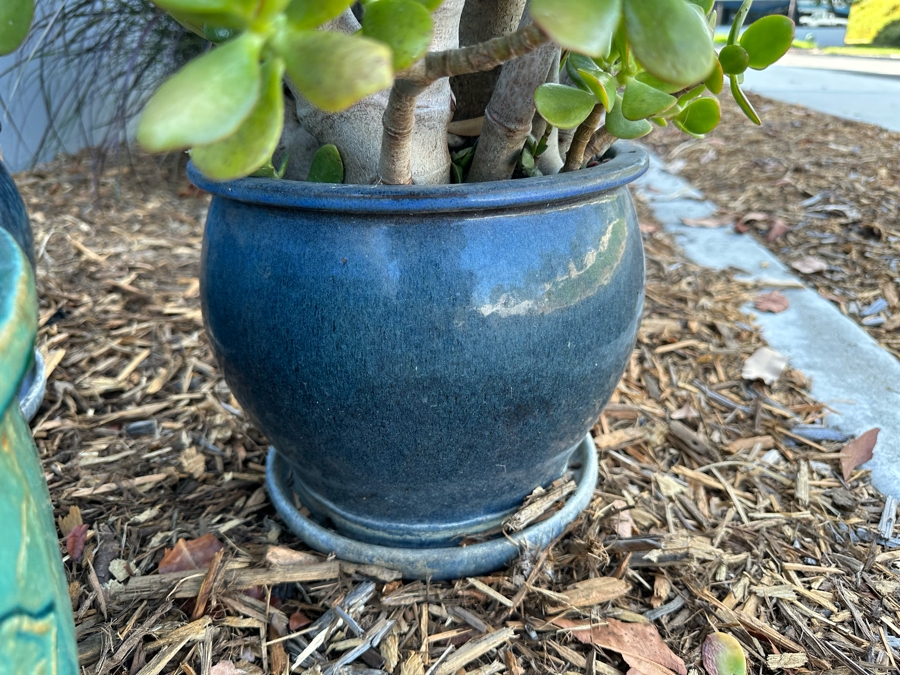 Two Potted Plants (Jade Plant) And Green Glazed Pot [Photo 6]