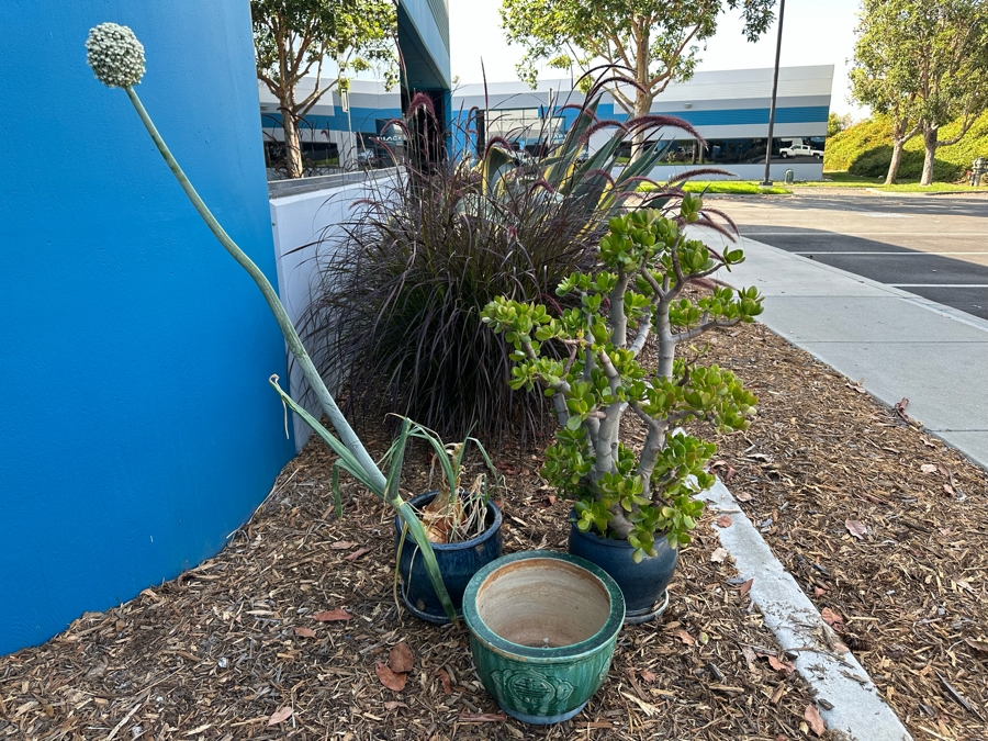 Two Potted Plants (Jade Plant) And Green Glazed Pot [Photo 2]