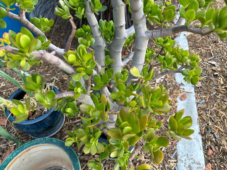 Two Potted Plants (Jade Plant) And Green Glazed Pot [Photo 5]