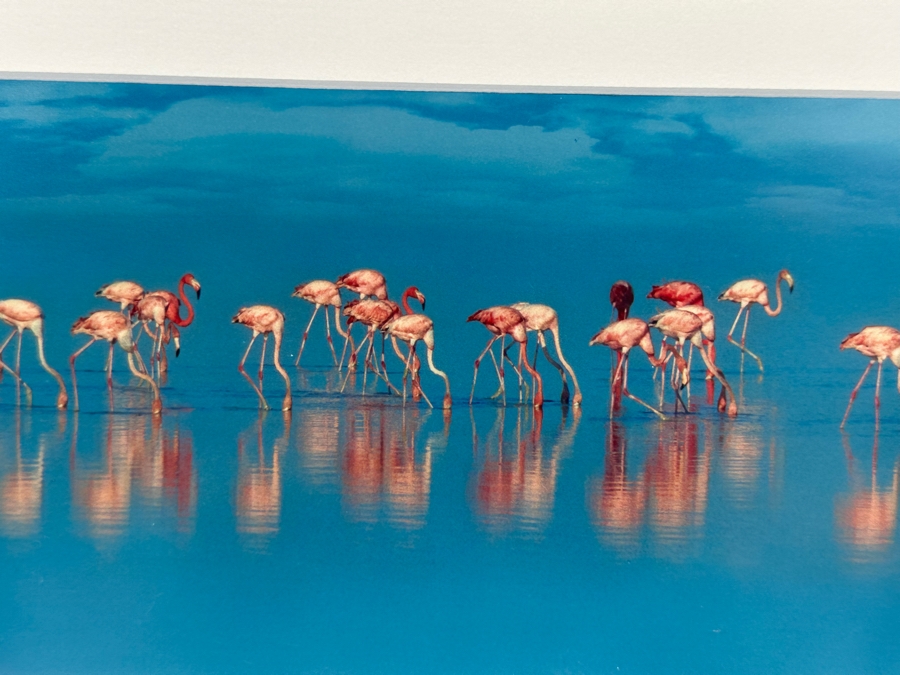 Signed Steve Vaughn Photograph Of Pink Flamingos Framed 21.5 X 10 [Photo 8]