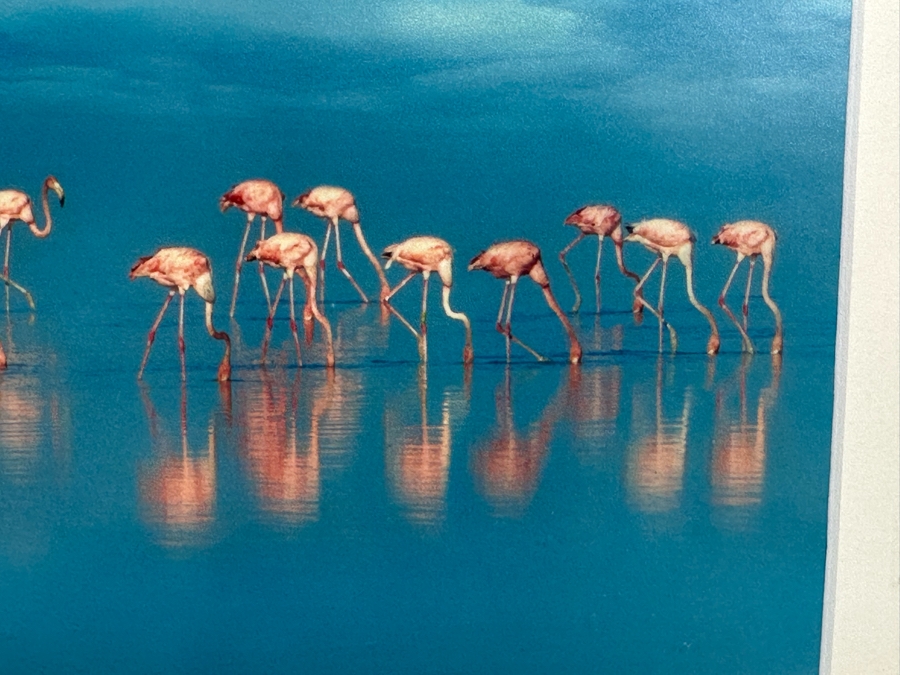 Signed Steve Vaughn Photograph Of Pink Flamingos Framed 21.5 X 10 [Photo 7]