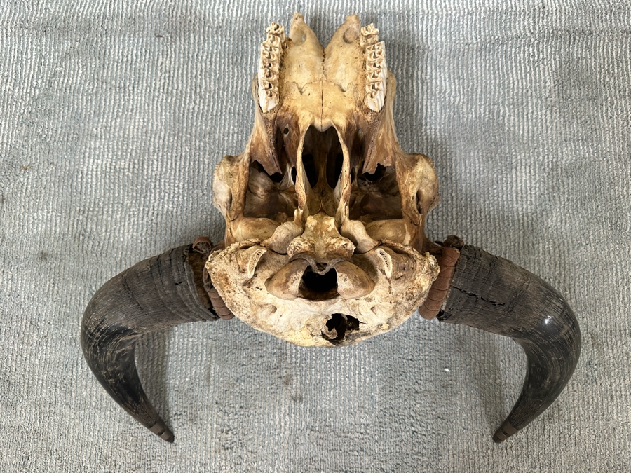 Last Minute Add - Artist Embelished Buffalo Bison Skull With Horns 25W X 24H [Photo 7]