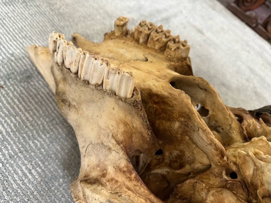 Last Minute Add - Artist Embelished Buffalo Bison Skull With Horns 25W X 24H [Photo 8]