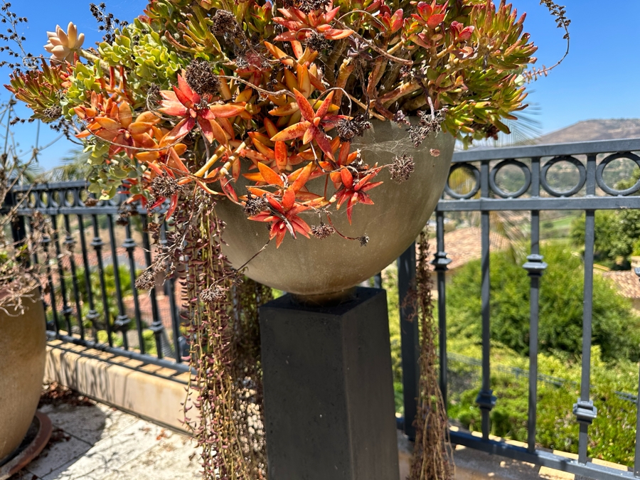 Pair Of Free Standing Potted Succulent Plants 1'5'W X 3'6'H [Photo 7]