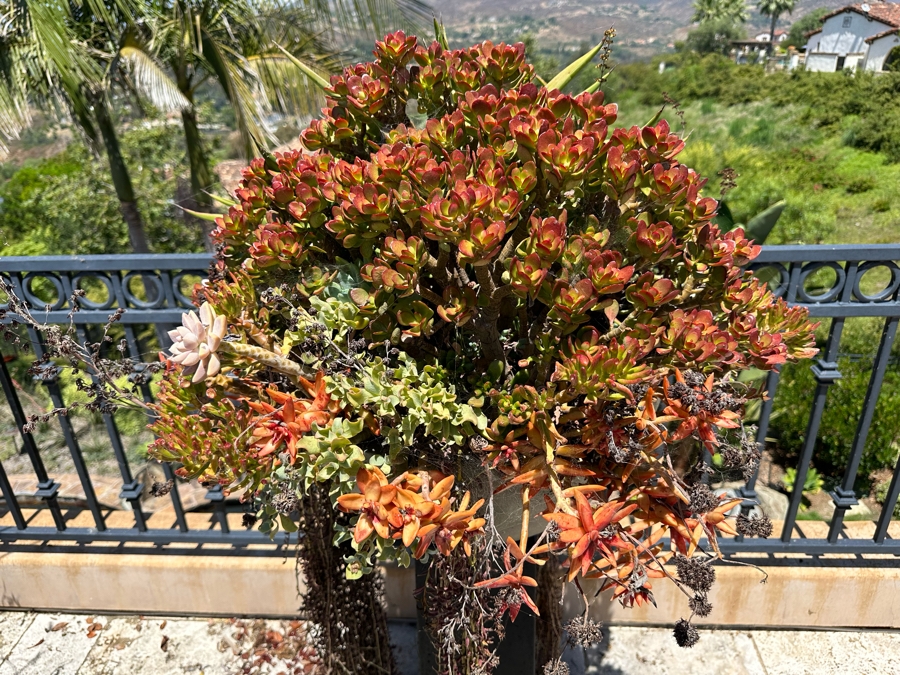 Pair Of Free Standing Potted Succulent Plants 1'5'W X 3'6'H [Photo 6]