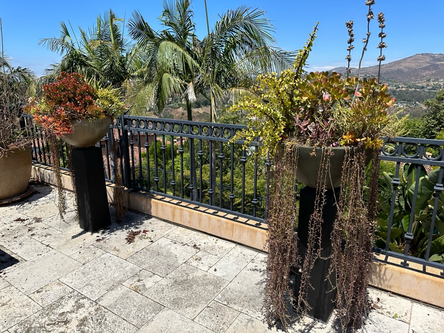 Pair Of Free Standing Potted Succulent Plants 1'5'W X 3'6'H [Photo 3]