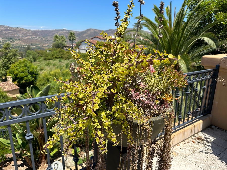 Pair Of Free Standing Potted Succulent Plants 1'5'W X 3'6'H [Photo 5]