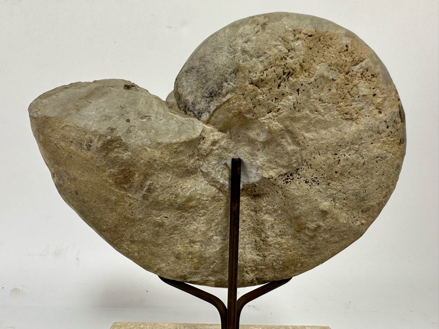Fossilized Nautilus Shell With Display Stand 6W X 9H [CR] [Photo 8]