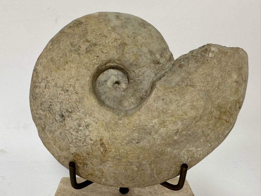 Fossilized Nautilus Shell With Display Stand 6W X 9H [CR] [Photo 4]
