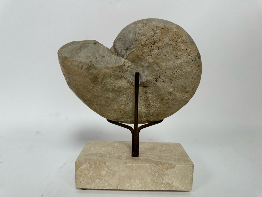 Fossilized Nautilus Shell With Display Stand 6W X 9H [CR] [Photo 7]