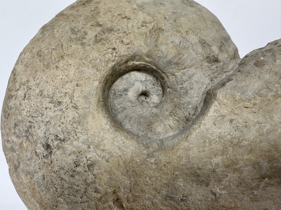 Fossilized Nautilus Shell With Display Stand 6W X 9H [CR] [Photo 5]