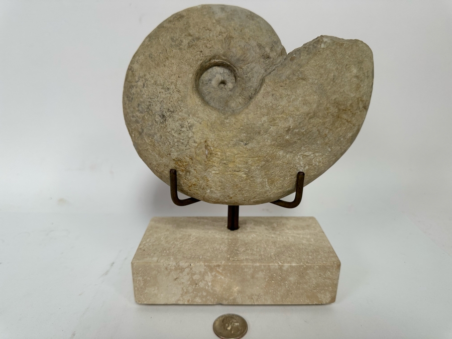 Fossilized Nautilus Shell With Display Stand 6W X 9H [CR] [Photo 2]
