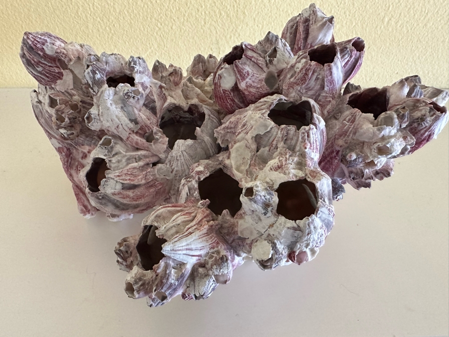 Organic Coral Sculpture 11W X 9D X 6H [Photo 4]