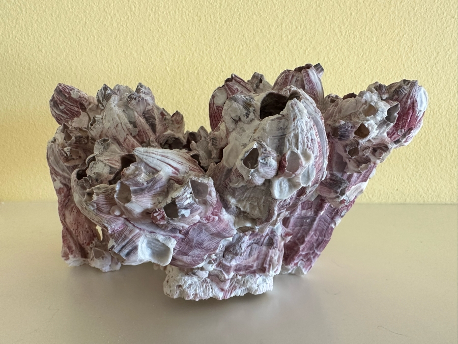 Organic Coral Sculpture 11W X 9D X 6H