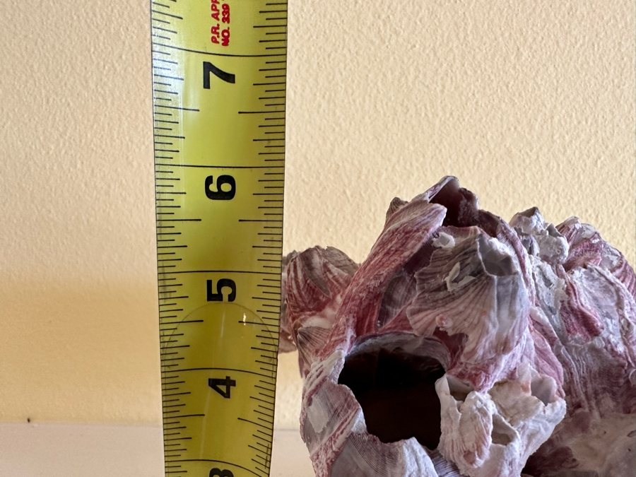 Organic Coral Sculpture 11W X 9D X 6H [Photo 7]