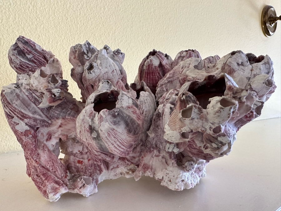 Organic Coral Sculpture 11W X 9D X 6H [Photo 5]
