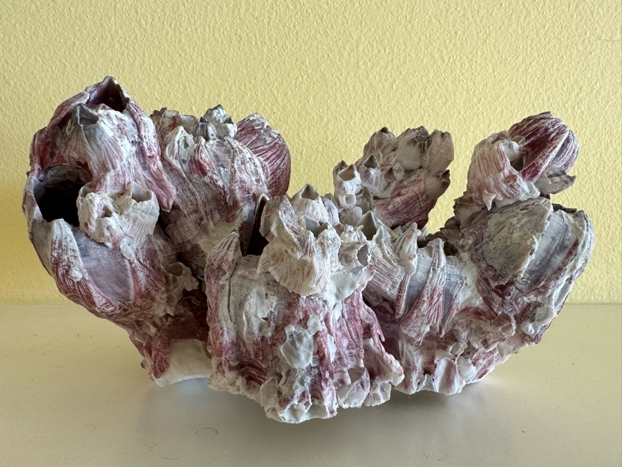 Organic Coral Sculpture 11W X 9D X 6H [Photo 6]
