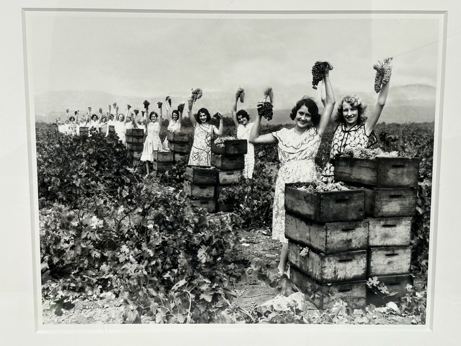 New York Times Photo Archive Print Of California Grape Field In 1930, Women Show Off The Harvest In A Winery In Burbank CA 18 X 14 Framed 25.5 X 21.5 [Photo 3]