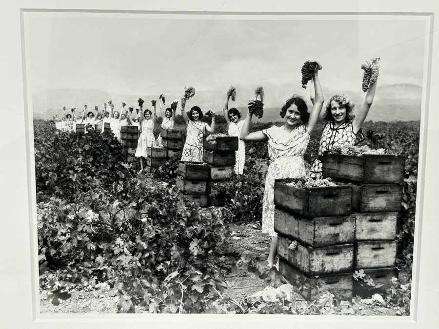 New York Times Photo Archive Print Of California Grape Field In 1930, Women Show Off The Harvest In A Winery In Burbank CA 18 X 14 Framed 25.5 X 21.5 [Photo 1]