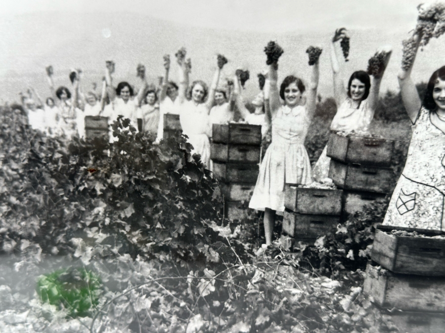 New York Times Photo Archive Print Of California Grape Field In 1930, Women Show Off The Harvest In A Winery In Burbank CA 18 X 14 Framed 25.5 X 21.5 [Photo 6]