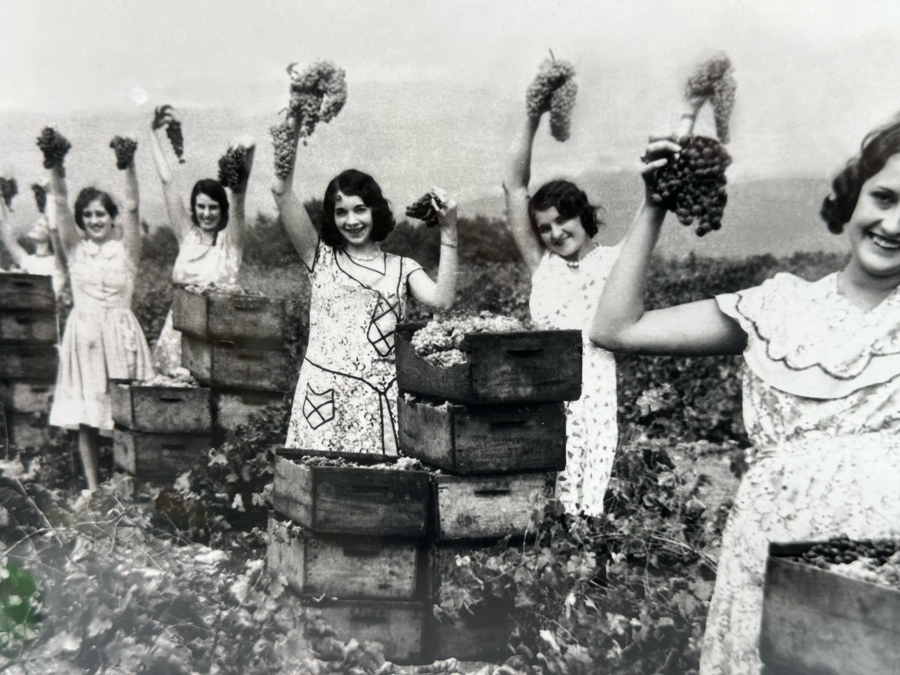 New York Times Photo Archive Print Of California Grape Field In 1930, Women Show Off The Harvest In A Winery In Burbank CA 18 X 14 Framed 25.5 X 21.5 [Photo 5]