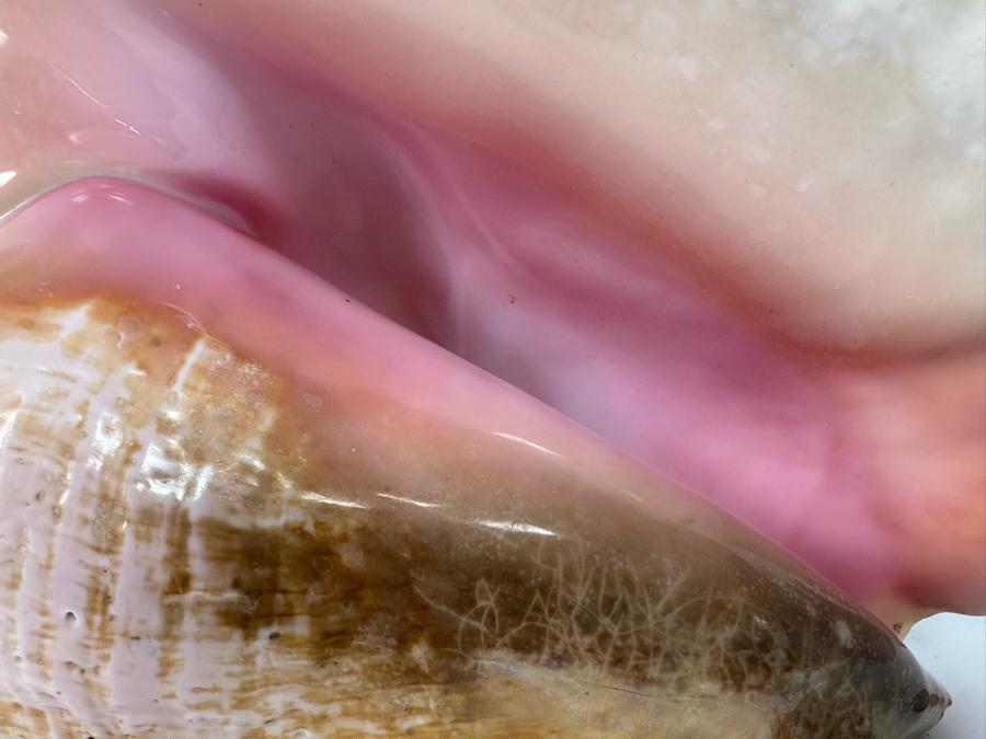 Large Organic Conch Seashell 10.5W X 9H [Photo 4]