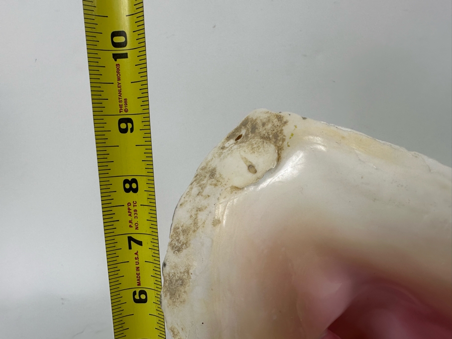 Large Organic Conch Seashell 10.5W X 9H [Photo 9]