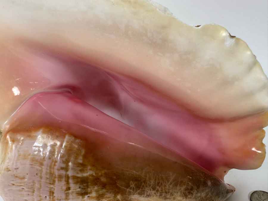 Large Organic Conch Seashell 10.5W X 9H [Photo 5]