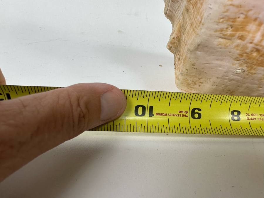 Large Organic Conch Seashell 10.5W X 9H [Photo 8]