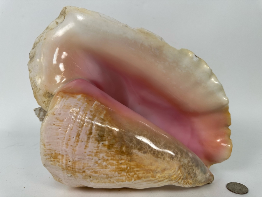 Large Organic Conch Seashell 10.5W X 9H [Photo 2]