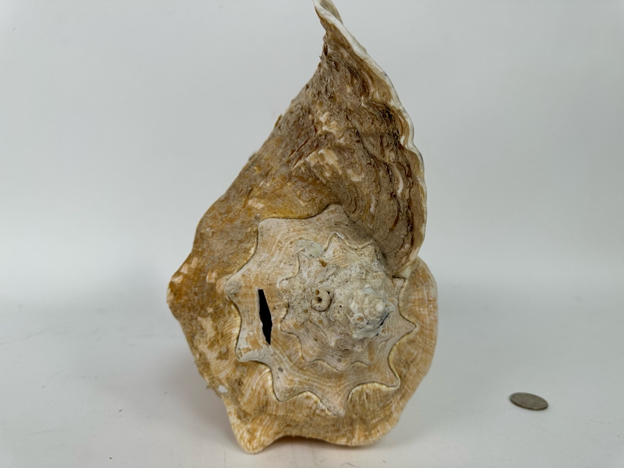 Large Organic Conch Seashell 10.5W X 9H [Photo 6]