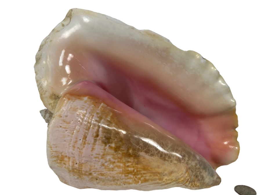 Large Organic Conch Seashell 10.5W X 9H [Photo 1]