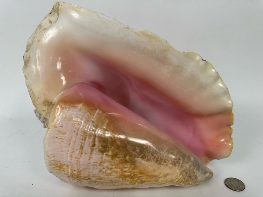 Large Organic Conch Seashell 10.5W X 9H [Photo 3]