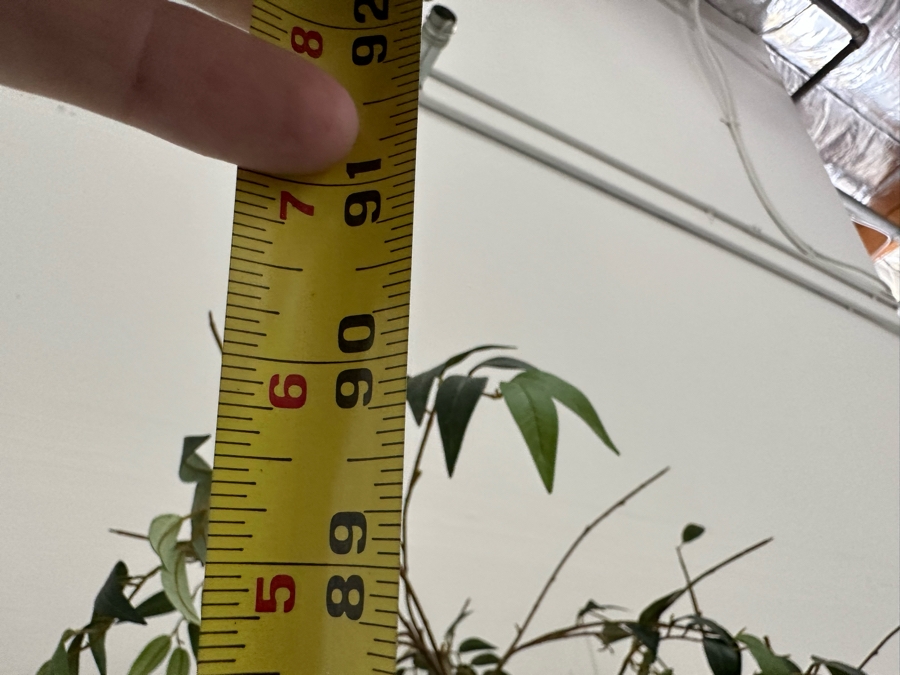 Artificial Indoor Plant 91H With Pot 19W [Photo 5]