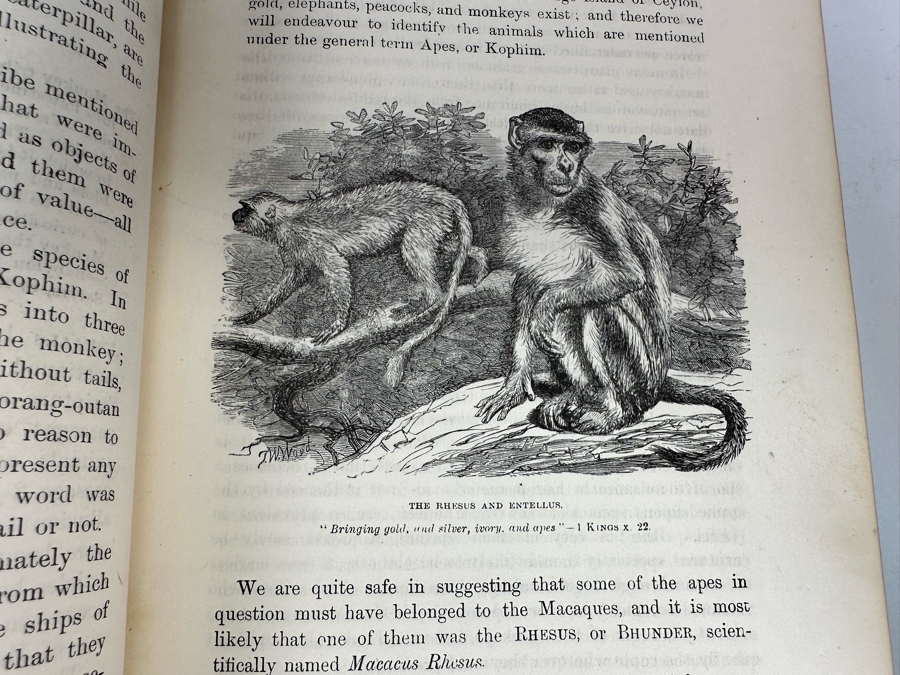 Wood's Bible Animals Illustrated Hardcover 1876 6W x 9.5L x 2.25H [Photo 16]
