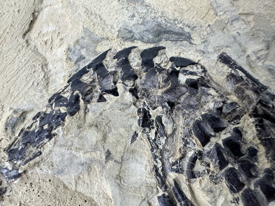 Ancient Mesosaurus Fossil From The Permian Period Approximately 270 Million Years Old From Brazil With Display Case And Acrylic Top [Photo 15]