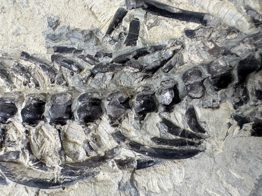 Ancient Mesosaurus Fossil From The Permian Period Approximately 270 ...