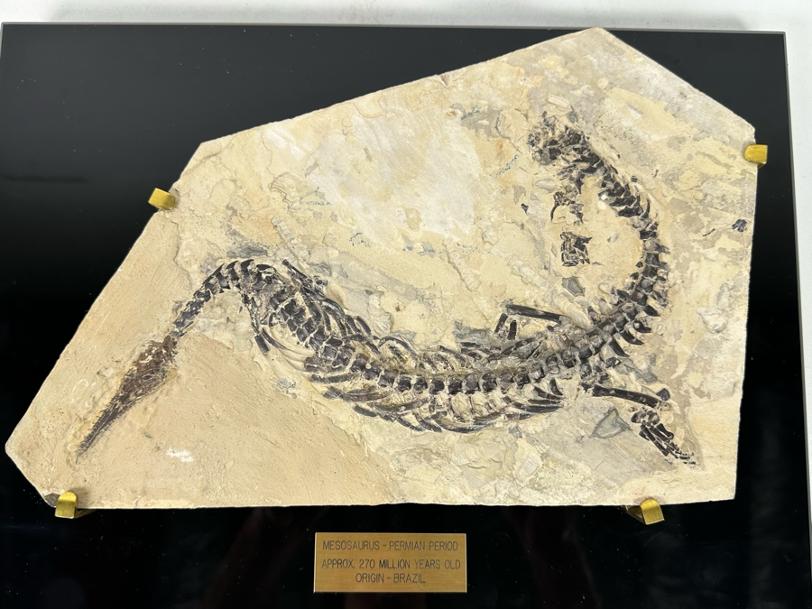 Ancient Mesosaurus Fossil From The Permian Period Approximately 270 ...