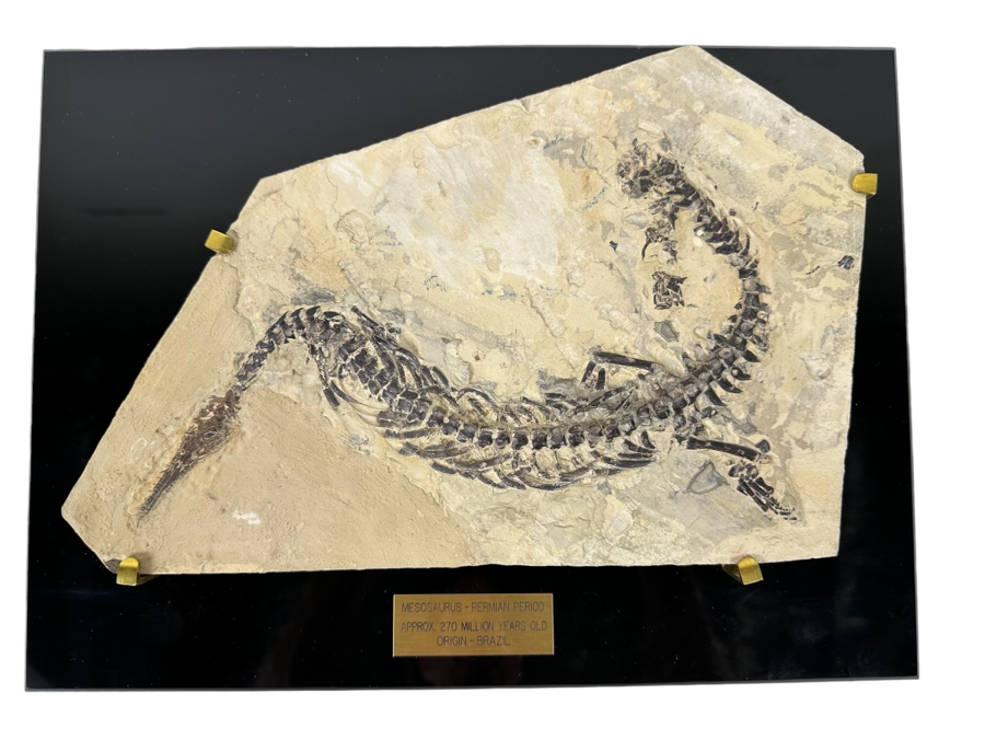 Ancient Mesosaurus Fossil From The Permian Period Approximately 270 Million Years Old From Brazil With Display Case And Acrylic Top [Photo 1]