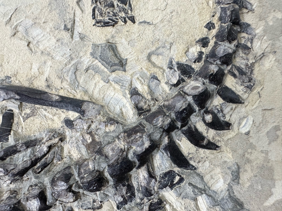 Ancient Mesosaurus Fossil From The Permian Period Approximately 270 Million Years Old From Brazil With Display Case And Acrylic Top [Photo 10]